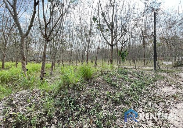 ที่ดิน 7917 ตร.ว. - รูปภาพ 5