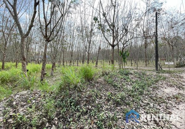 ที่ดิน 7917 ตร.ว. - รูปภาพ 5